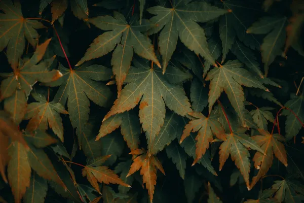 나무에-있는-나뭇잎-무리