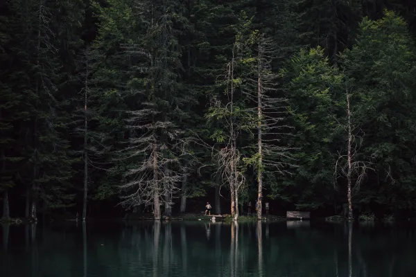 나무로-둘러싸인-큰-수역